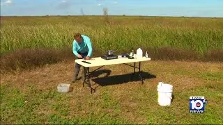 Foraging for food helps South Florida environmental social media star gain following