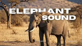 Elephant Roar Sound Effect, Deep Aggressive Rumble and Powerful Wildlife Vocalization