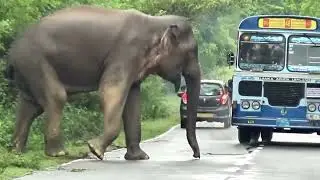 Wild Elephant Raids Bus for Food &ndash; Passengers Panic in Fear!