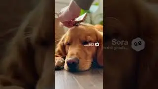 #dogshorts #goldenretreivers #asmrbrush #brushingasmr #asmr
