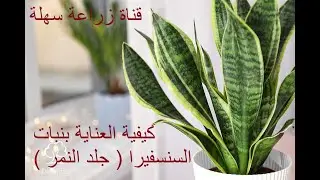 السنسفيرا sansevieria من أقوي وأجمل النباتات العصارية التي تصلح داخليا وخارجيا