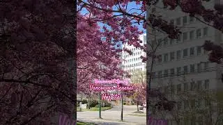 Blooming at VGH in #vancouver #canada #cherryblossom #lifeinvancouver #travel #spring #ofw