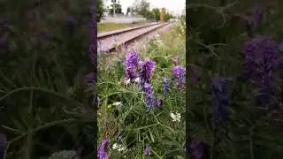 Train tracks and cow vetch