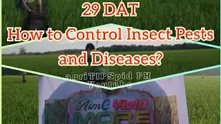 250-300 per Ha. Target Yield| How to Control Insect Pests and Diseases?