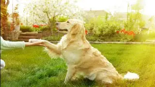 How to Teach a Dog to Shake Hands - Easy Dog Obedience Training