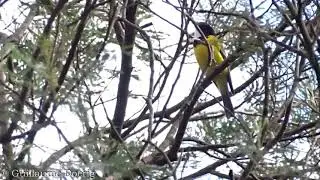 Golden Whistler (Pachycephala pectoralis) | Wattle Park, Victoria (AUSTRALIA)