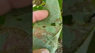 Pragas importantes feijão soja