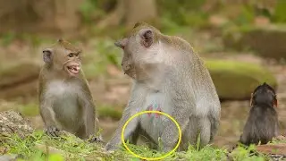 MG! Shockinge Cry Janna Monkey Doing Wrong After Show Actt To See Jane`s Milk But Cant Even Grooming