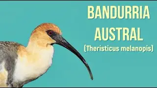 Чернолицый ибис (Theristicus melanopis) - Птицы № 024