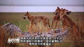 狼——夜晚在旷野嚎叫 吹响战斗的号角