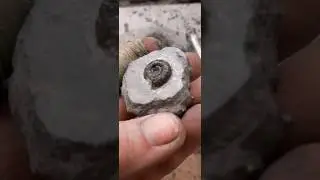 a wee dacky #fossilfinds #fossilhunter #fossils #fossilprep #whitby #ammonite