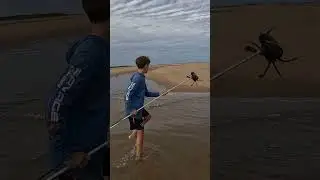 HAND SPEAR GIANT  MUDCRAB - King of the mudcrabs!