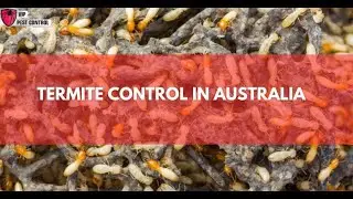 Termite Control in Australia: Essential Tips & Prevention