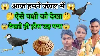 #video आज हमने जंगल में ऐसा पक्षी देखा 😱 #video #trending #youtube #viralvideo 