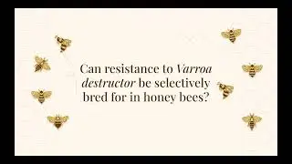 Redning - Honey Bees Can Be Selectively Bred For Resistance Against Varroa destructor