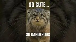 Don&rsquo;t Let the Fur Fool You