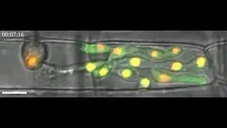 Mitotic stopwatch for the blast fungus during invasion of rice cells (www.khanglab.org)