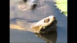 lakepanic