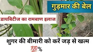 गुड़मार की बेल/ gudmar ki bel /शुगर का रामबाण इलाज/ गुड़मार की पहचान और फायदे/gudmar ka plant