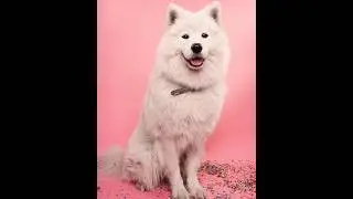 | Pomeranian |  Indian Spitz Dog #pomeranian #indianspitzpuppy #cutedog #doglovers