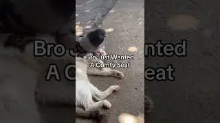 Bro Just Wanted A Comfy Seat #usa #funny #funnyvideo