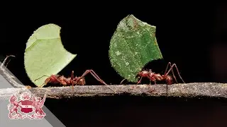 Conference: Evolution &lsquo;On Purpose&rsquo;: Teleonomy in Living Systems (Part 5)