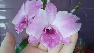 30.Дендробиум Lady Pink King Dragon