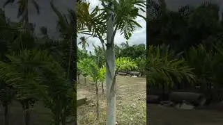 Foxtail palm ph