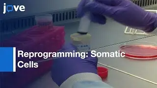 Adult Somatic Cells To Pluripotency By Overexpression-Yamanaka Factors l Protocol Preview