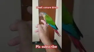 small conure full hand tame birds