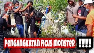 Jengs Bonsai _Pengangkatan Ficus (Amplas) Big Size