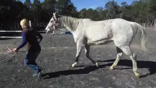 Horse Lamness, Abdominal Muscle Ridge at Walk and Trot