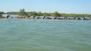 Awesome Wild Camels swimming in the river