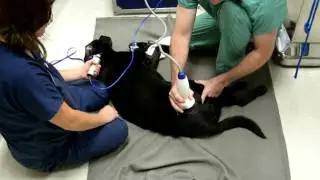 VersaTron4Paws shockwave for Hip arthritis in dogs_Dr  Alan Cross