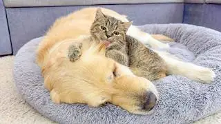 Golden Retriever Gets Groomed by a Kitten for the First Time | Too Cute!