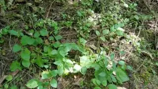 Garter snake in weeds