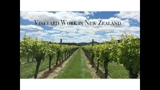 Vineyard Work I CALISEE in NZ #3