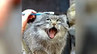 CATS and DOGS acting WEIRD - You won't pass without LAUGHING! 🤣