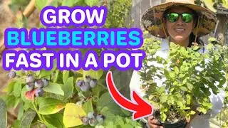 Can You Really Grow Blueberries in a Pot?