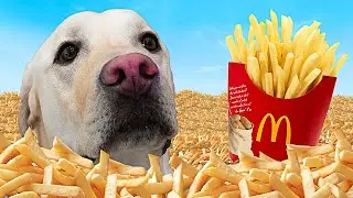 ЛАБРАДОР ПРОБУЕТ КАРТОФЕЛЬ ФРИ ИЗ МАКДОНАЛЬДС!!