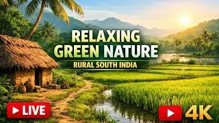 relaxing green nature live #live #shorts #youtubeshorts #memes #shoe9review