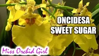 Oncidesa Sweet Sugar - The dancing lady orchid