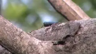 タマムシ　【Belionota prasina Thunberg, 1789】