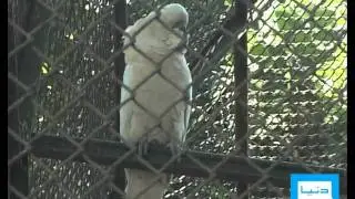 Dunya News-09-02-2012-New Animals in Karachi Zoo