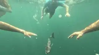Dive Charters from the last day of July 2024