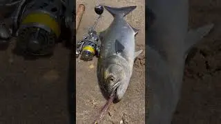Resin Spear | stick bait | Arsenal lures | blue fish | lure | surf fishing