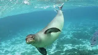 Harbor Seals Documentary | Com Proj.1