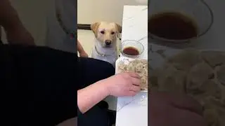 Dog wants to try dumping with dipping sauce too