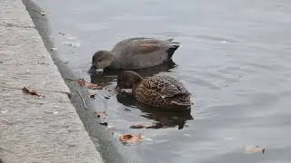Gadwalls in the rain