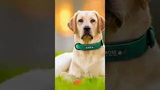 Personalized Leather Dog Collar with Name Tags for Large Breeds